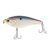 Threadfin Shad