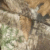 Realtree Edge