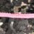 Seven Pink