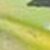 Green Yellow