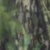 Mossy Oak Shadow Leaf