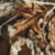 Realtree Camo