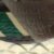 Green Winged Teal