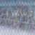 Herring