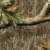 Mossy Oak Country Roots