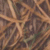Mossy Oak Shadow Grass