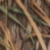Shadowgrass Habitat