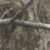 Mossy Oak Country DNA