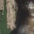 Realtree Apex