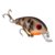 Crawfish