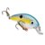 Sexy Shad