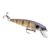 Bluegill