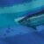 Fish On Blue Moon