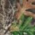 Realtree Edge