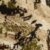 Opifade Subalpine