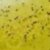 Yellow Sparkle
