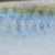 Natural Shad