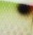 Natural Green Shad