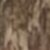 Bottomland