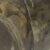 Realtree APG