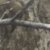 Mossy Oak Country DNA