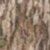 Bottomland