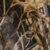 Realtree Max7